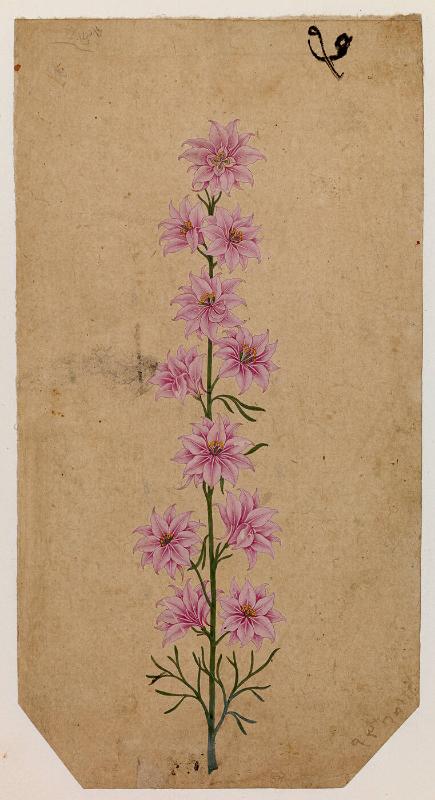 A Tall Flower with Pink Blossoms