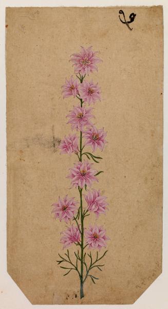 A Tall Flower with Pink Blossoms