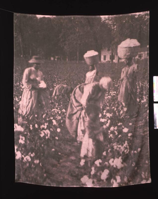 Cotton Picking (from "The Hampton Project")