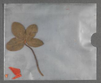 Dried flower pressed inside "Southern France including Corsica: Handbook for Travellers"