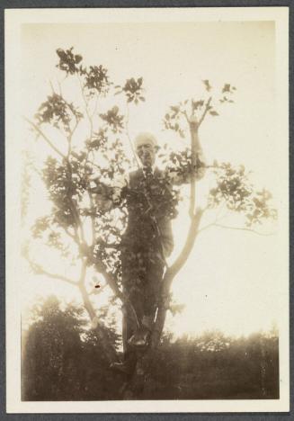 Series including Valhalla, NY, Vermont, Connecticut, and New Hampshire; Charles Prendergast behind tree