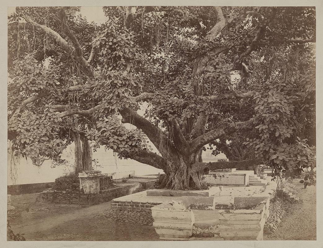 Ficus Indica, Banyan (Haridwar)