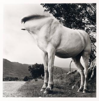 White Horse, Donegal, Ireland (from portfolio of twelve photographs)