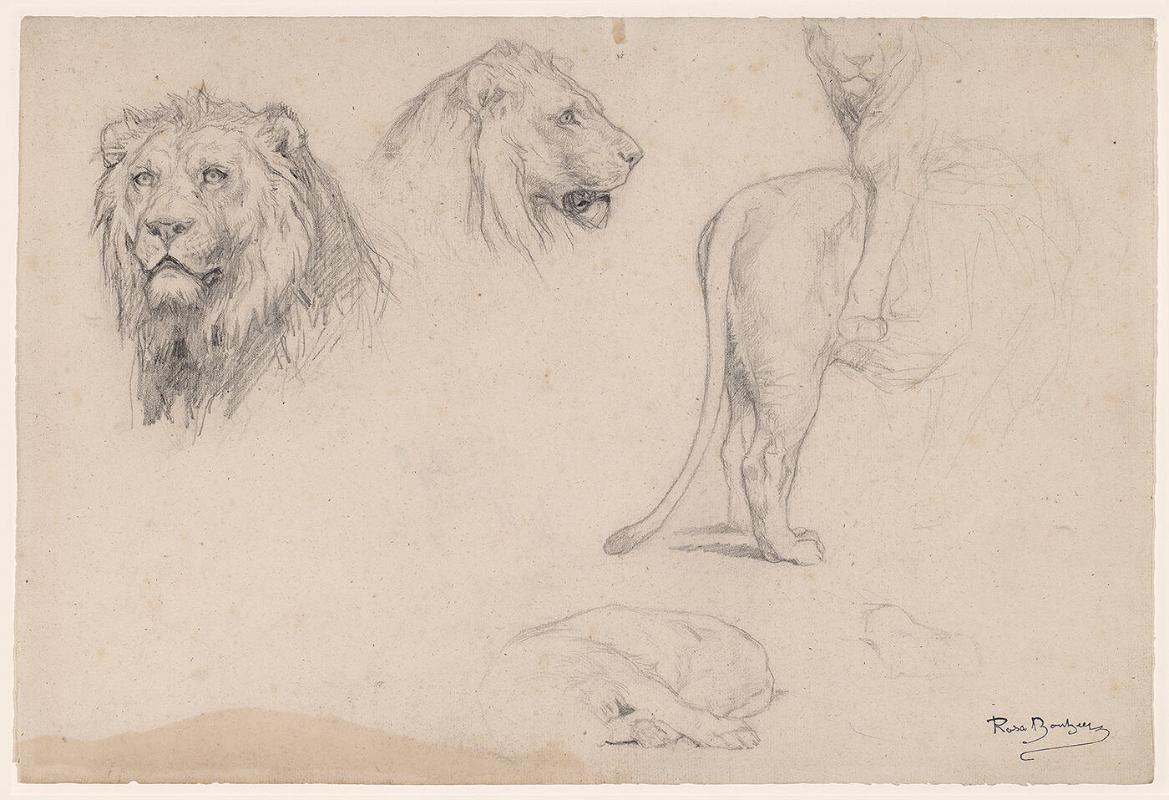 Five studies of a lion