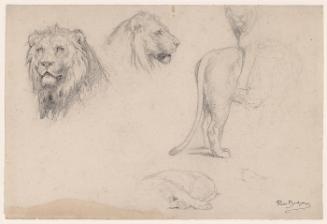 Five studies of a lion