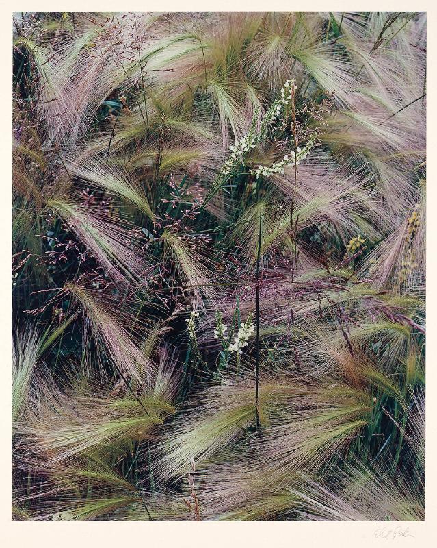 Foxtail Grass, Lake City, Colorado, August 1957 (from "Intimate Landscapes, 1979")