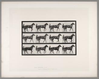 Animal Locomotion, Plate #588