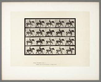 Animal Locomotion, Plate #597