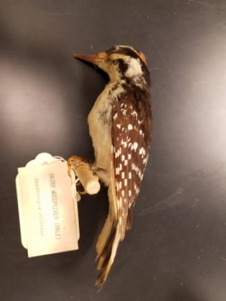 Hairy Woodpecker Dendrocopos villosus - Male