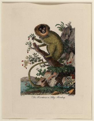 The Marikina or Silky Monkey (from "Silky Monkey Series")