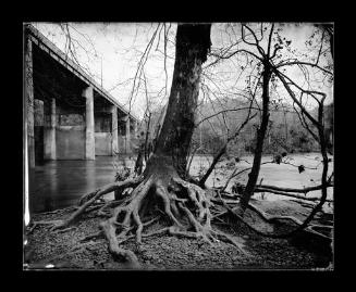 Trees and Roots, Percival's Island, Lynchburg, Virginia