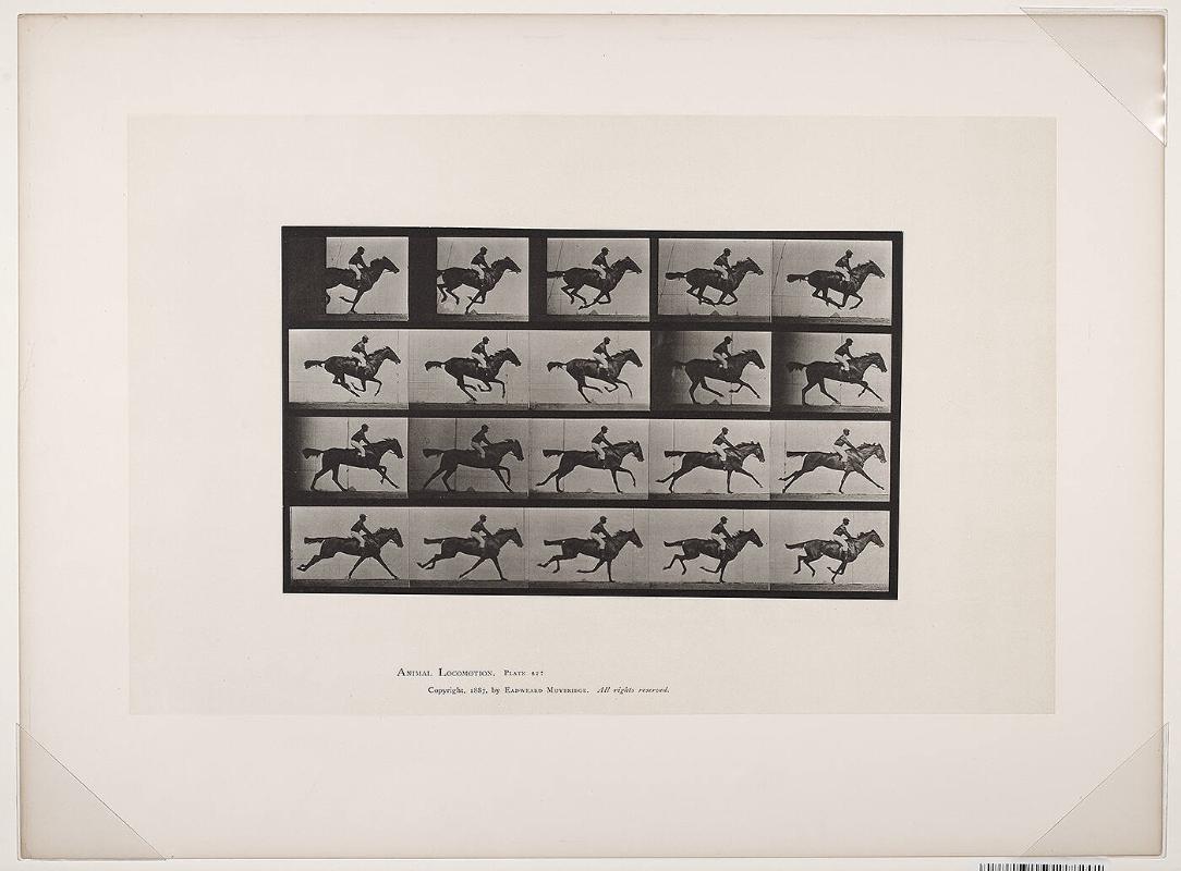 "Annie G." galloping, Animal Locomotion, Plate #627
