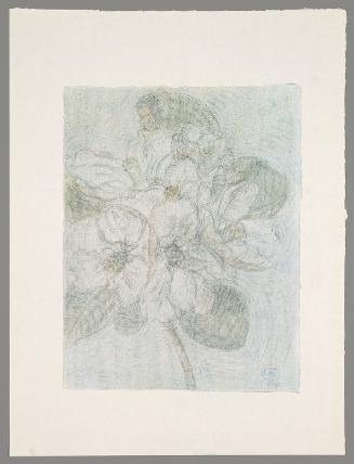 Untitled (from "Blossoms and Flowers")