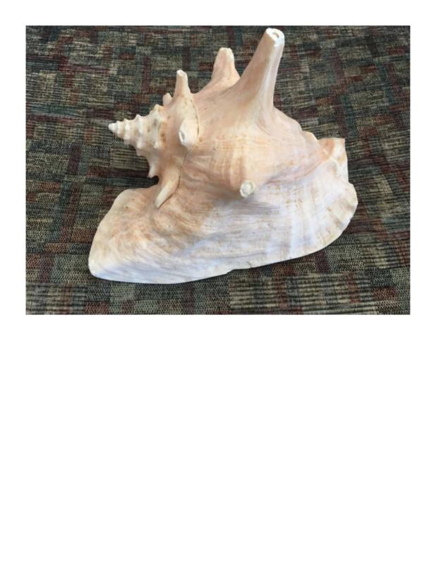3D Printed Model of a Conch Shell