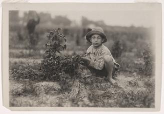 Boy Picking Berries