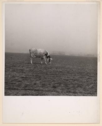 Cow trying to graze in the wind-swept pasture of a farm in Ford County, Arkansas