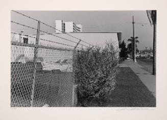 Car and Fence and Bush - San Diego, California