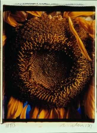 Sunflower (from "The Indomitable Spirit Portfolio")