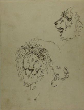 Untitled: Sketch of lions
