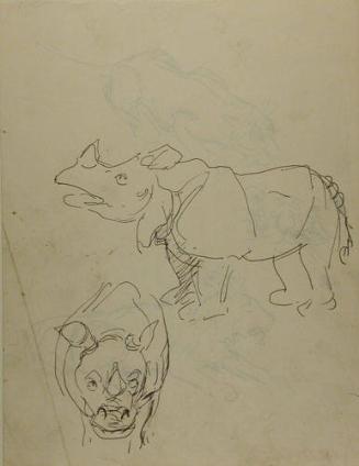 Untitled: Sketch of rhinoceros