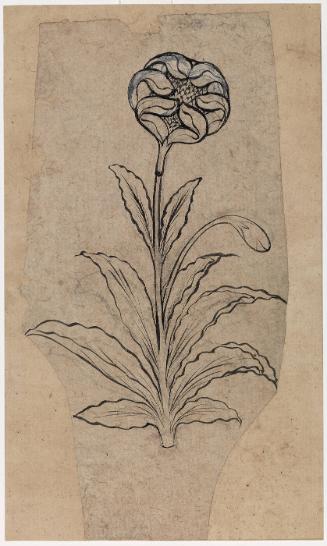Flower Study