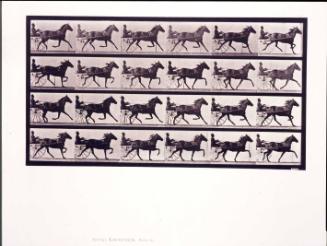 "Lizzie M." trotting, harnessed to sulky, Animal Locomotion, Plate #609