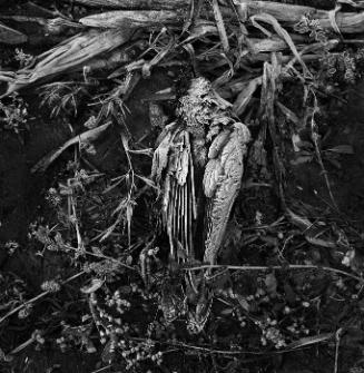Dead Crow with Frost, The Meadows