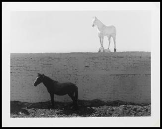 El Abulo Era un Caballo Sencillo (Grandpa was a Work Horse)