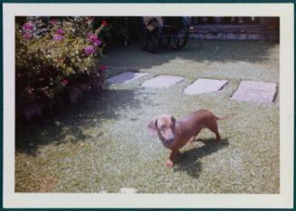 Cuernavaca, Mexico home of Robert Brady; dog in yard