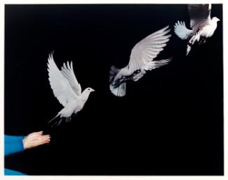 Piegon Released, 1965