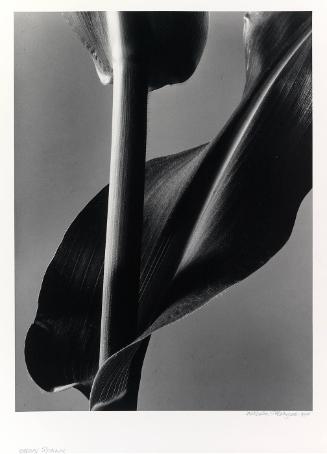 Corn Stalk