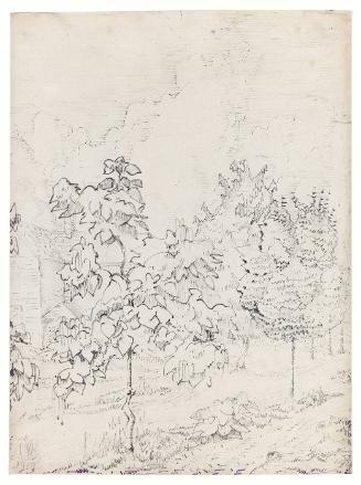 Thunderhead and Catalpa Trees