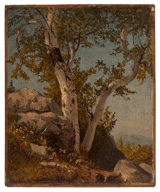 Landscape (Birch Trees)