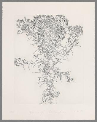 Solidago Canadensis