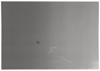 [Seagull in Flight]: Image from Stacks from Felix Gonzalez-Torres Exhibition, Guggenheim Museum, March 3-May 10, 1995