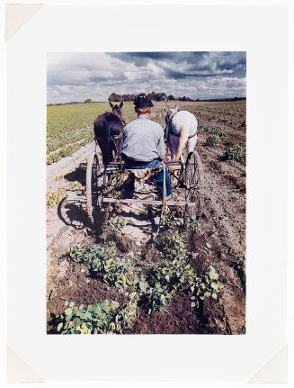 Bill Stagg turning up pinto beans, Pie Town, New Mexico