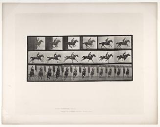 Animal Locomotion, Plate #633