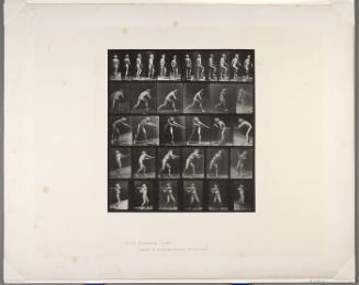 Animal Locomotion, Plate 521