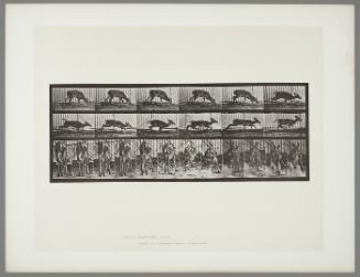 Animal Locomotion, Plate #681