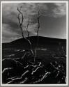 © The Brett Weston Archive