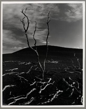 © The Brett Weston Archive