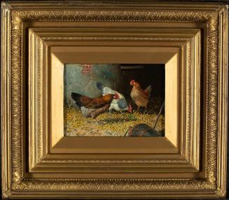 Poulet à la ferme