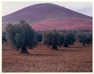 Olive Trees near Cordoba, Spain, 1963