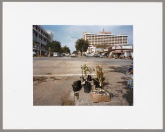 Plants for sale on the corner of Owen and Sutherland streets, Mthatha (from "Kin")
