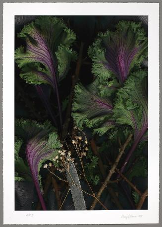 Cabbage, Baby's Breath, Blade
