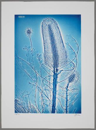 Thistle