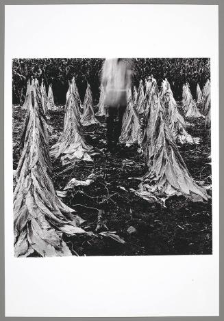 Tobacco Field (Self Portrait)