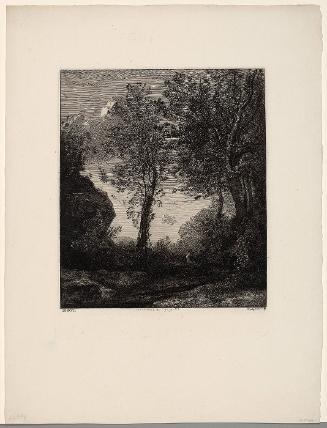 Woodland Scene