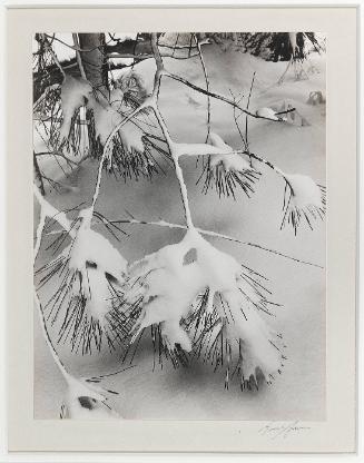 Branches in Snow