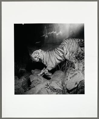 Statue: The Tiger is Coming, Beijing (from "The Chinese")